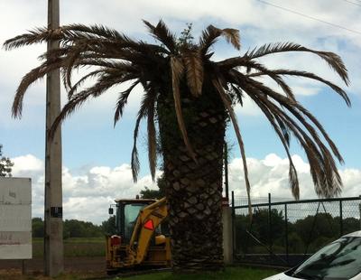 Escaravelho continua a fazer estragos Escaravelho continua a fazer estragos