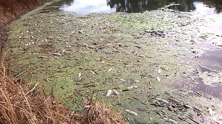 Nova descarga na Vala. Pedro Ribeiro admite deixar de apoiar limpeza Nova descarga na Vala. Pedro Ribeiro admite deixar de apoiar limpeza