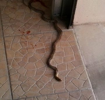 Cobras e lagartos entram em casas