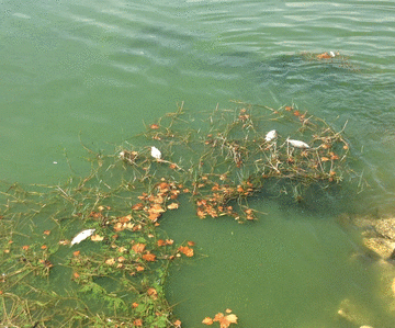 Voltam a aparecer peixes mortos na barragem dos Patudos. Catástrofe pode estar à vista
