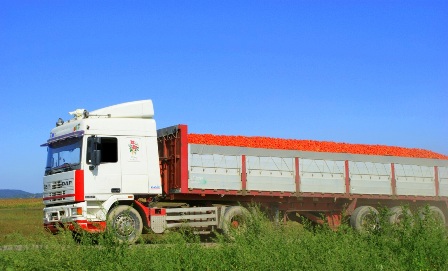 Camiões de tomate já podem transportar mais peso, mas…. Camiões de tomate já podem transportar mais peso, mas….