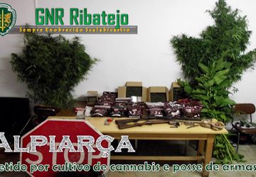 Preso com 16 plantas de Cannabis e arsenal de armas