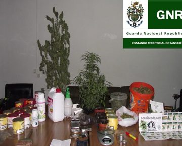 Droga e cães apanhados pela GNR
