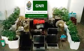 Mais uma estufa de cannabis apanhada no concelho. Jovem fica em liberdade