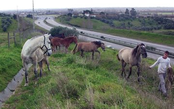 Cavalos fugiram para o IC10 (VIDEO)