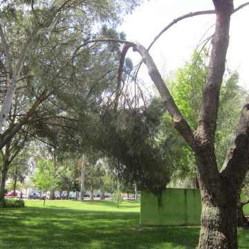 Ramo em perigo no Parque da Zona Norte