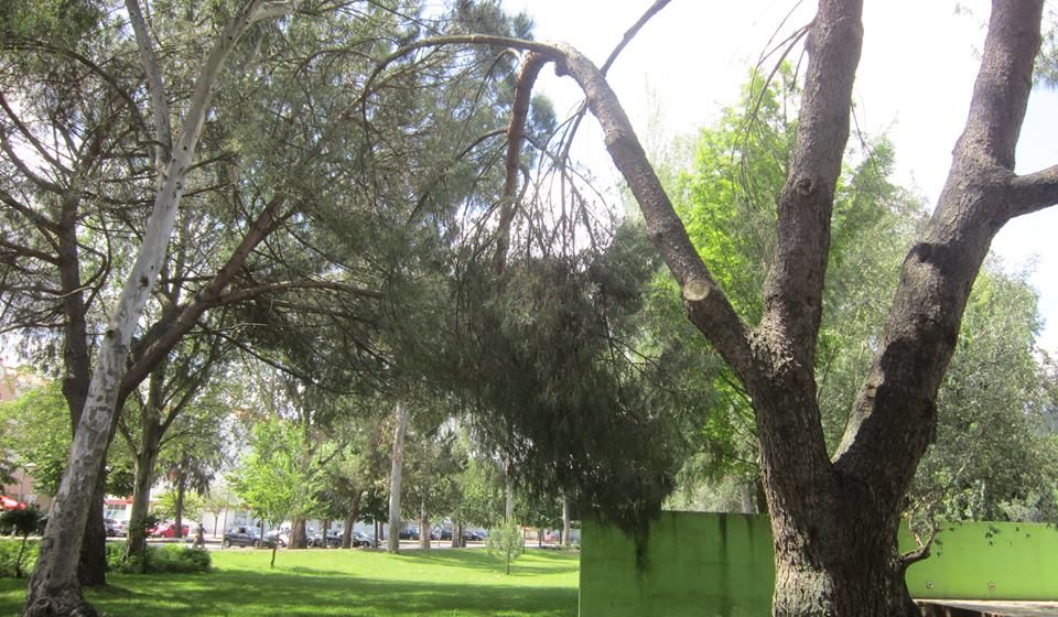 Ramo em perigo no Parque da Zona Norte
