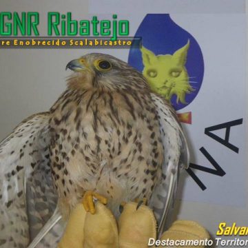 Falco Tinnunculus ferido recolhido nos Foros de Benfica Falco Tinnunculus ferido recolhido nos Foros de Benfica