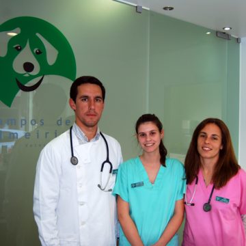 A geriatria em pequenos animais