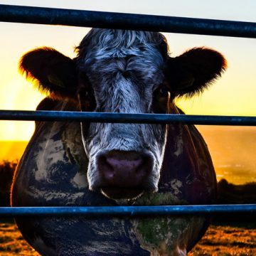 “Cowspiracy” à borla em Almeirim