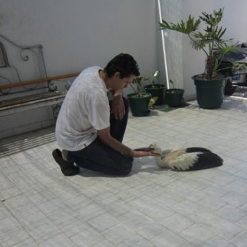 Cegonha resgatada em Almeirim