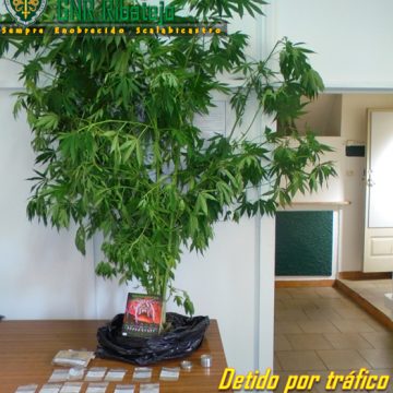 Detido por tráfico de droga em Alpiarça