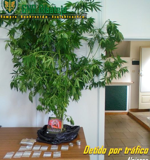 Detido por tráfico de droga em Alpiarça