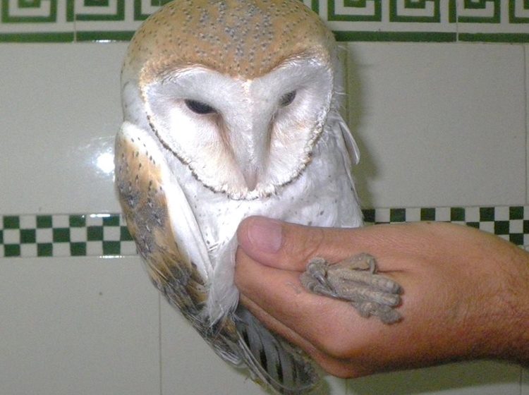 GNR resgata ave em Benfica do Ribatejo