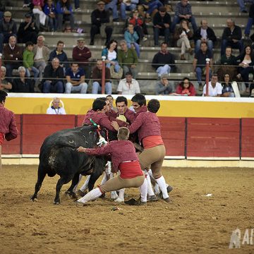 Forcados de Montemor triunfam na Corrida das Vindimas (VÍDEO e FOTOGALERIA)