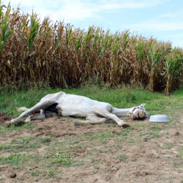 Cavalo abatido devido a maus tratos. Animal removido um dia depois do abate (c/vídeo)