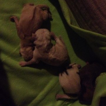 GNR resgata cães deitados ao lixo GNR resgata cães deitados ao lixo
