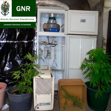 Detido por cultivo de cannabis em Alpiarça