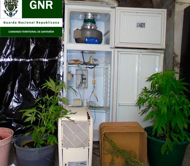 Detido por cultivo de cannabis em Alpiarça
