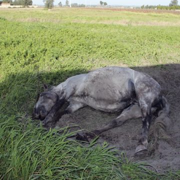 Maus tratos a animal: Homem de Almeirim arrisca prisão (c/vídeo) Maus tratos a animal: Homem de Almeirim arrisca prisão (c/vídeo)