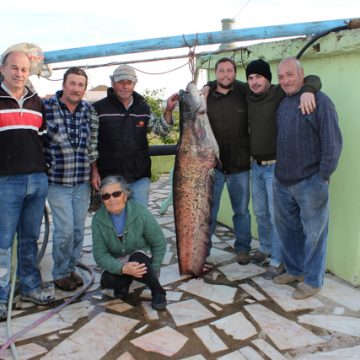 “Monstro” apanhado no Tejo por pescadores da Azeitada (C/VÍDEO)