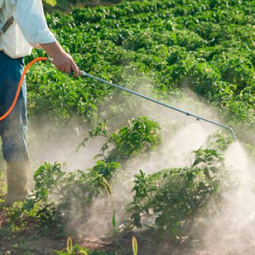 Agricultura de auto-consumo isenta de formação para aplicação de Produtos Fitofarmacêuticos: Sim e Não…
