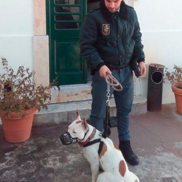 GNR de Alpiarça multa proprietário de cão de raça perigosa