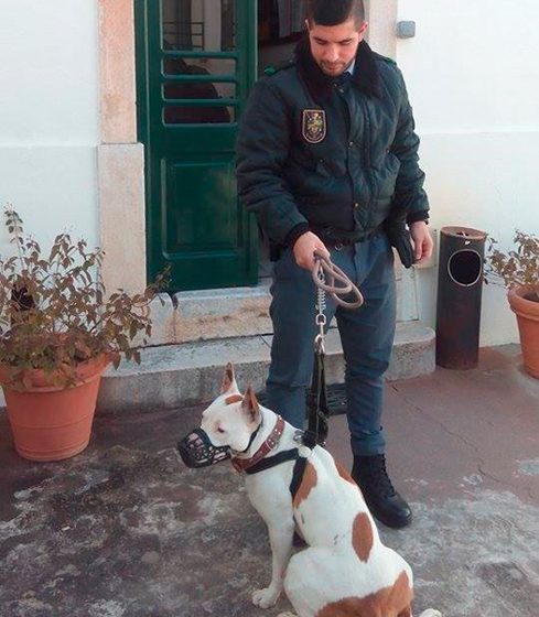 GNR de Alpiarça multa proprietário de cão de raça perigosa