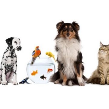 Conselhos para o seu animal de estimação