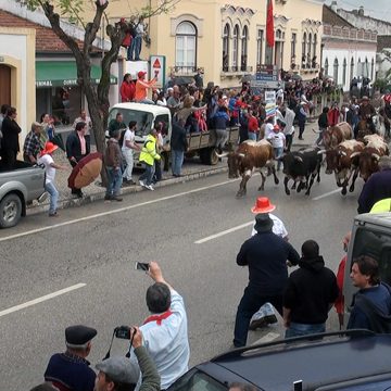 Entrada de Toiros na Chamusca (c/vídeo) Entrada de Toiros na Chamusca (c/vídeo)