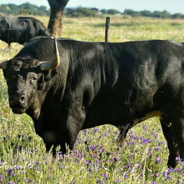 Conheça os toiros da Corrida de Alternativa de João Salgueiro da Costa Conheça os toiros da Corrida de Alternativa de João Salgueiro da Costa