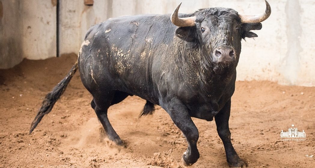 Toiros Santa Maria na grande Corrida Vidas no Campo Pequeno Toiros Santa Maria na grande Corrida Vidas no Campo Pequeno