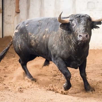 Toiros Santa Maria na grande Corrida Vidas no Campo Pequeno