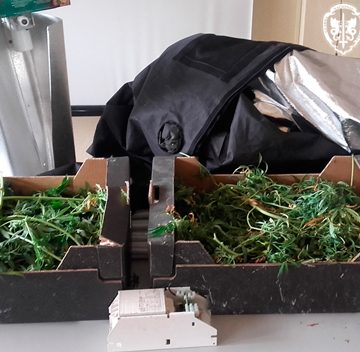 Detido por cultivo de cannabis em Almeirim