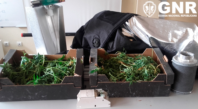 Detido por cultivo de cannabis em Almeirim Detido por cultivo de cannabis em Almeirim