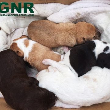 Crime em Alpiarça: cães abandonados