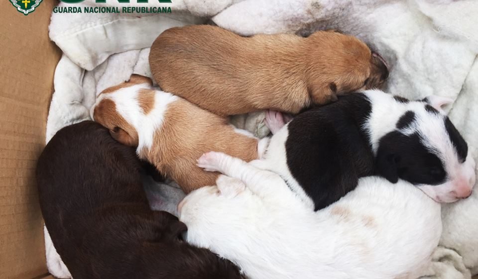 Esterilizados quase 300 cães e gatos Esterilizados quase 300 cães e gatos