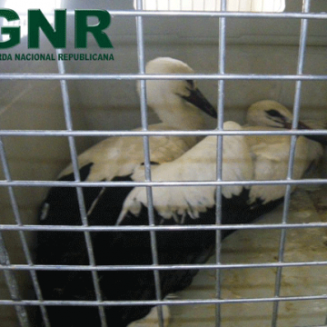 GNR resgata cegonhas juvenis em Almeirim