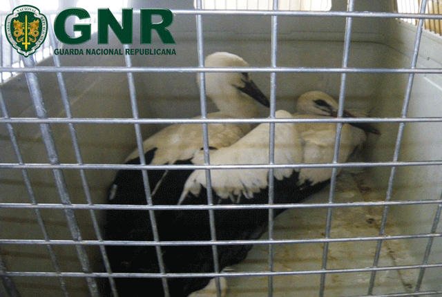 GNR resgata cegonhas juvenis em Almeirim GNR resgata cegonhas juvenis em Almeirim