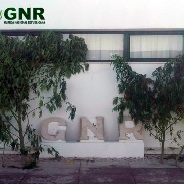 Plantação de cannabis apanhada em Fazendas de Almeirim Plantação de cannabis apanhada em Fazendas de Almeirim