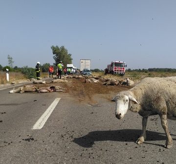 Camião ceifa dezenas de ovelhas (c/fotos e vídeo)