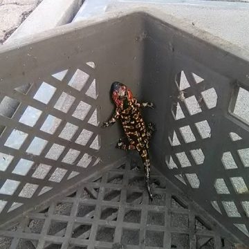 Salamandra “assusta” em Almeirim