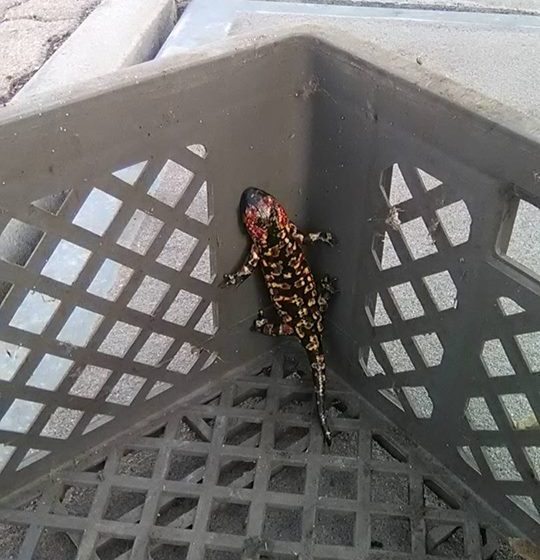 Salamandra “assusta” em Almeirim