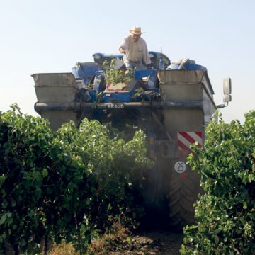 Vinhos do concelho de Almeirim premiados