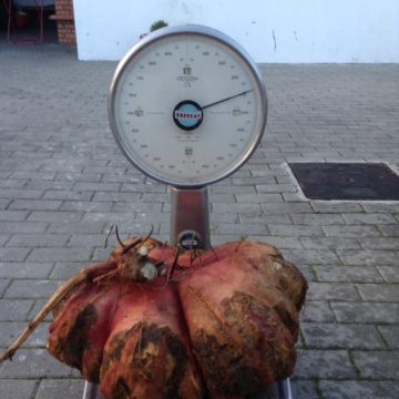 Fazendas faz frente ao Entroncamento: Batata doce chega aos 11 Kg