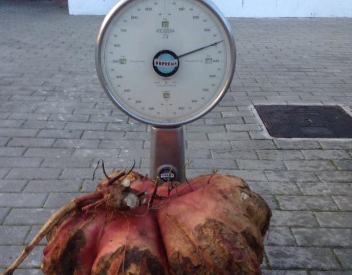 Fazendas faz frente ao Entroncamento: Batata doce chega aos 11 Kg Fazendas faz frente ao Entroncamento: Batata doce chega aos 11 Kg