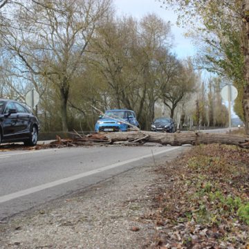 Queda de árvore junto à Vala