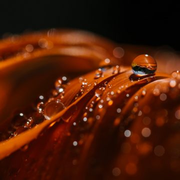 Almeirinense premiado pela Quercus e BMW em concurso de fotografia