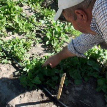 Milhares de coelhos infestam terrenos de pequenos agricultores (vídeo)