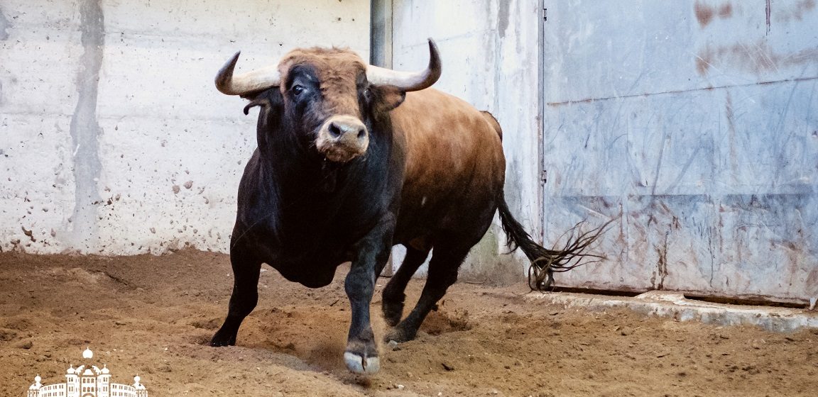 Conheça os toiros a lidar por João Moura, Padilla e Roca Rey no Campo Pequeno (fotos)